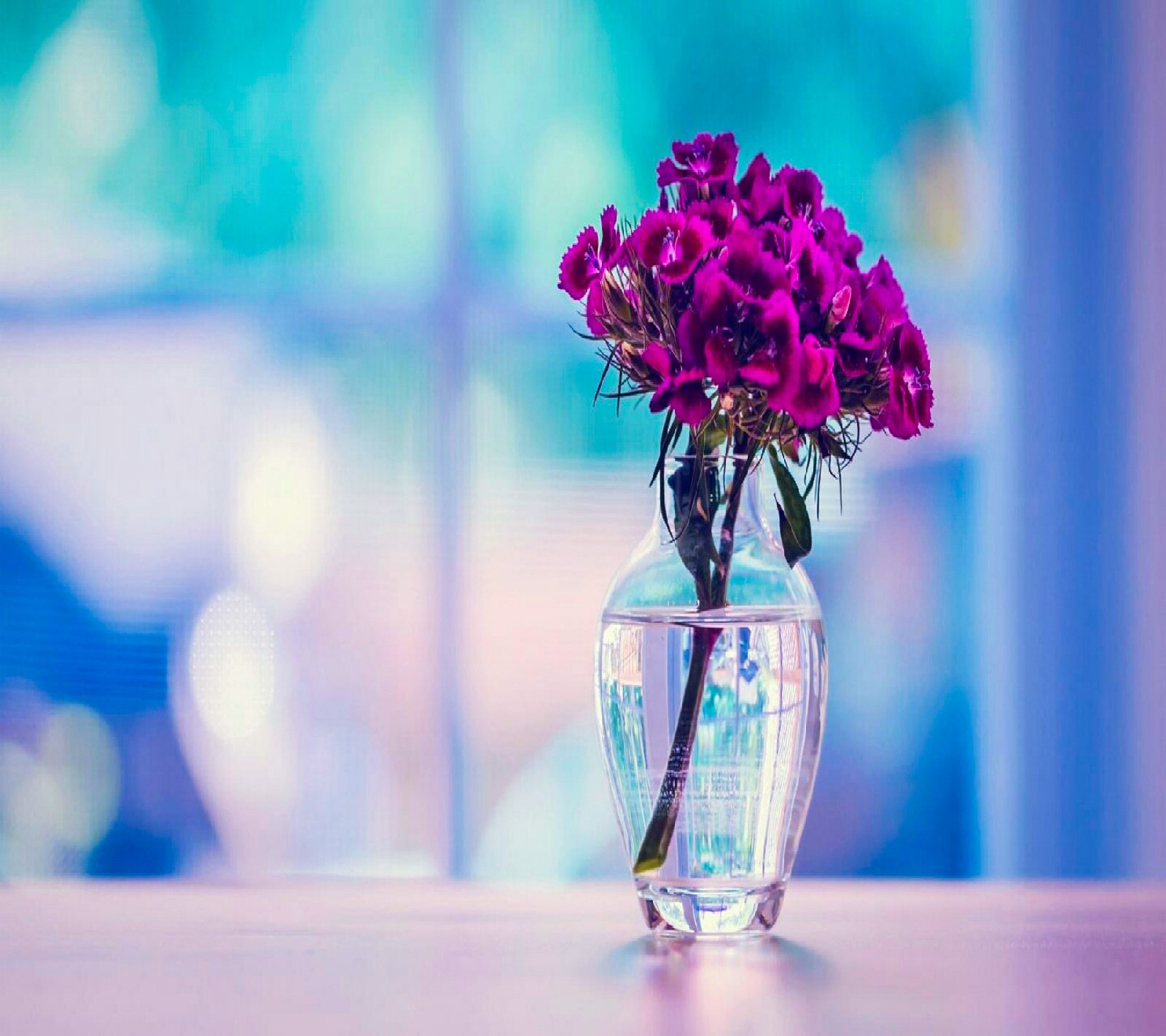 Flores roxas em um vaso transparente sobre uma mesa em frente a uma janela (flores, natureza, legal, papéis de parede)