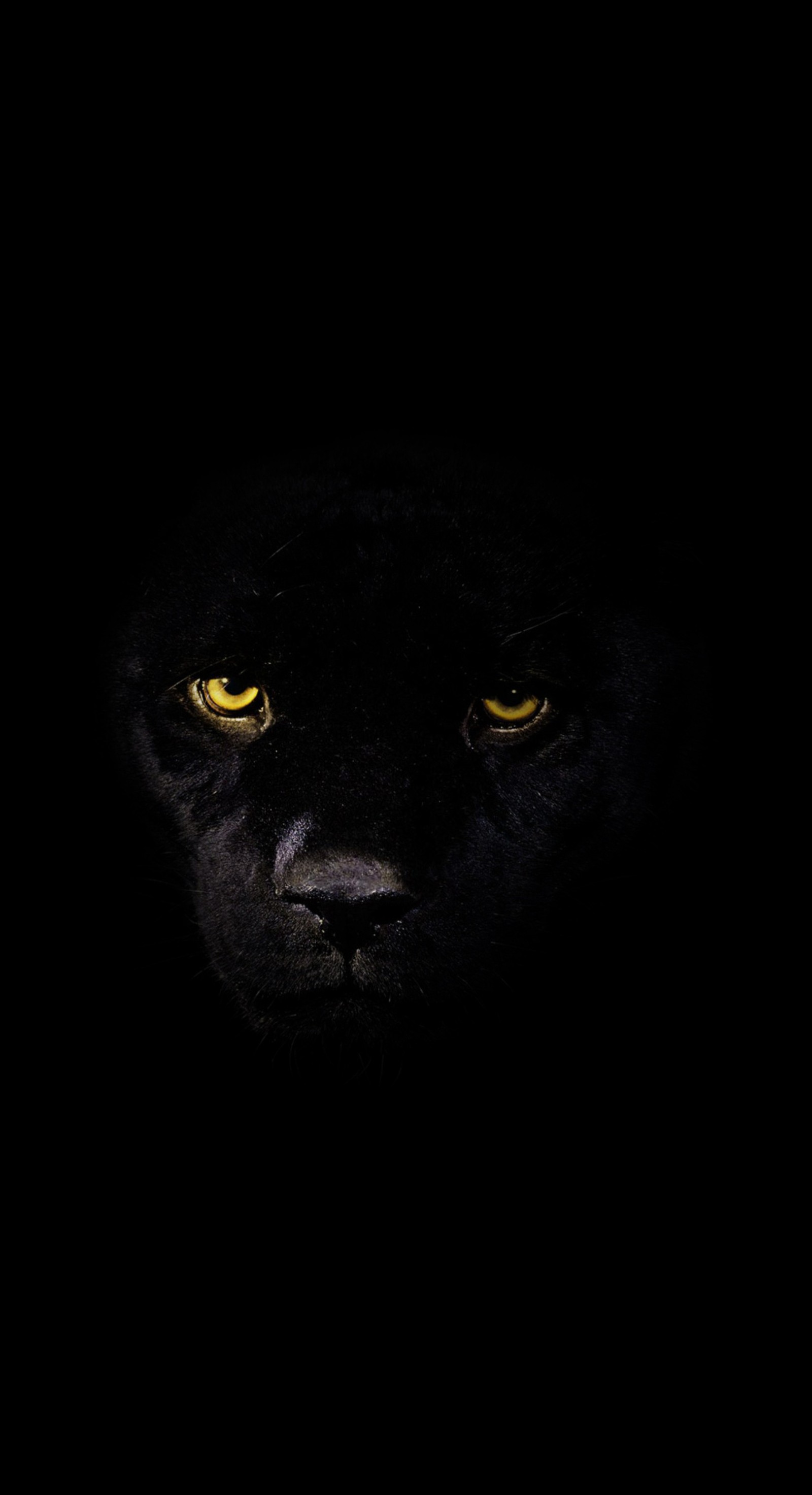 panther, black, cats, train, tiger wallpaper