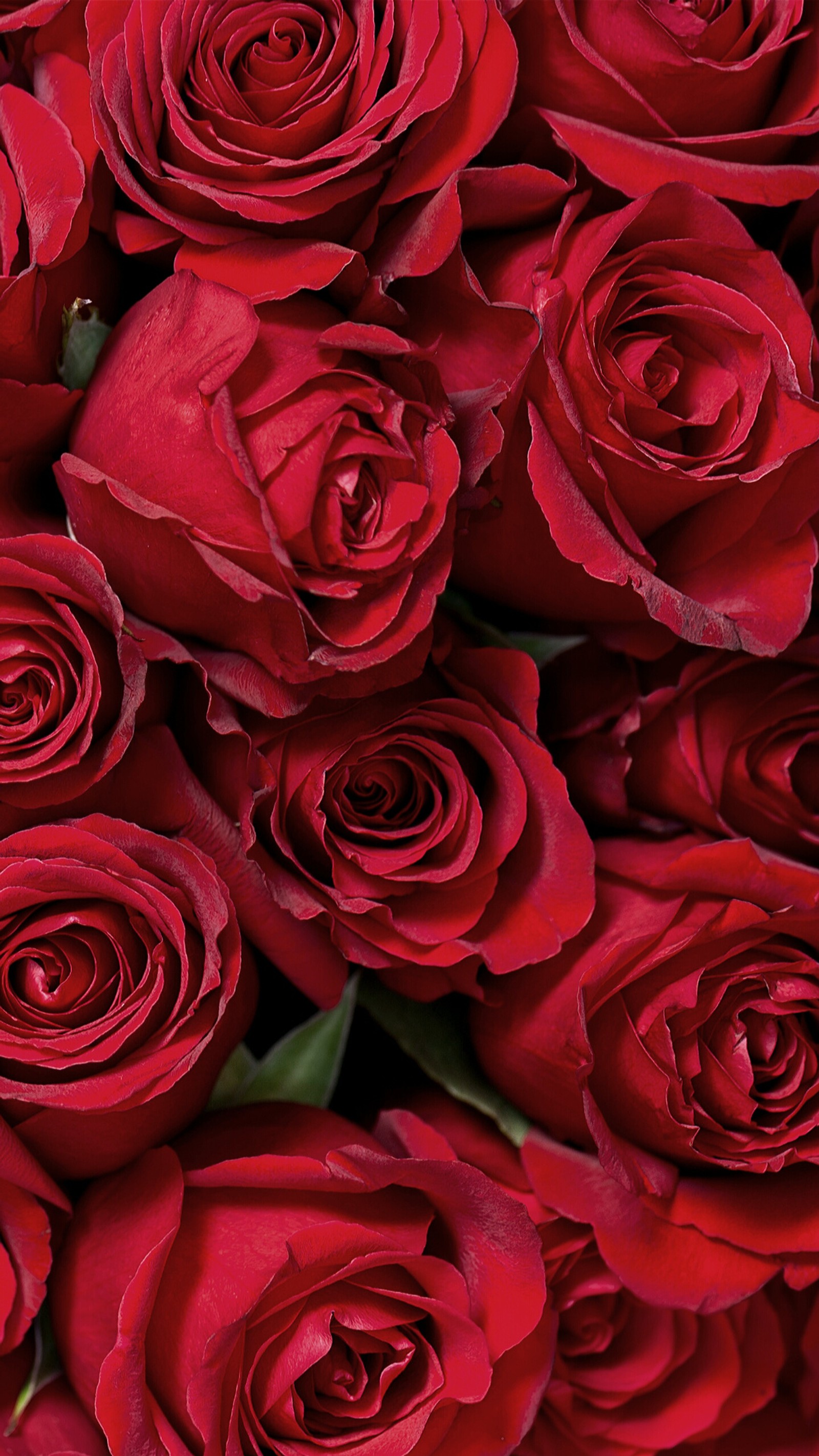 flower, love, red, roses wallpaper