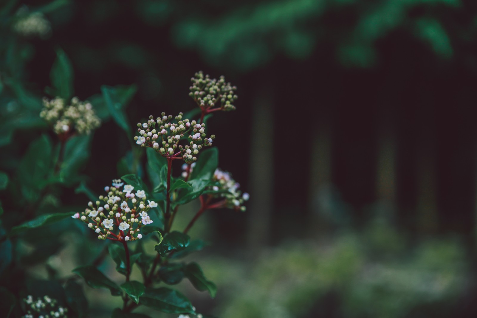 There is a small white flower with green leaves in the background (green, flower, plant, leaf, botany)