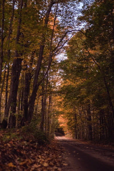 woodland, tree, nature, forest, natural landscape