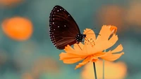 Butterfly perched delicately on a vibrant orange flower in a serene natural setting.