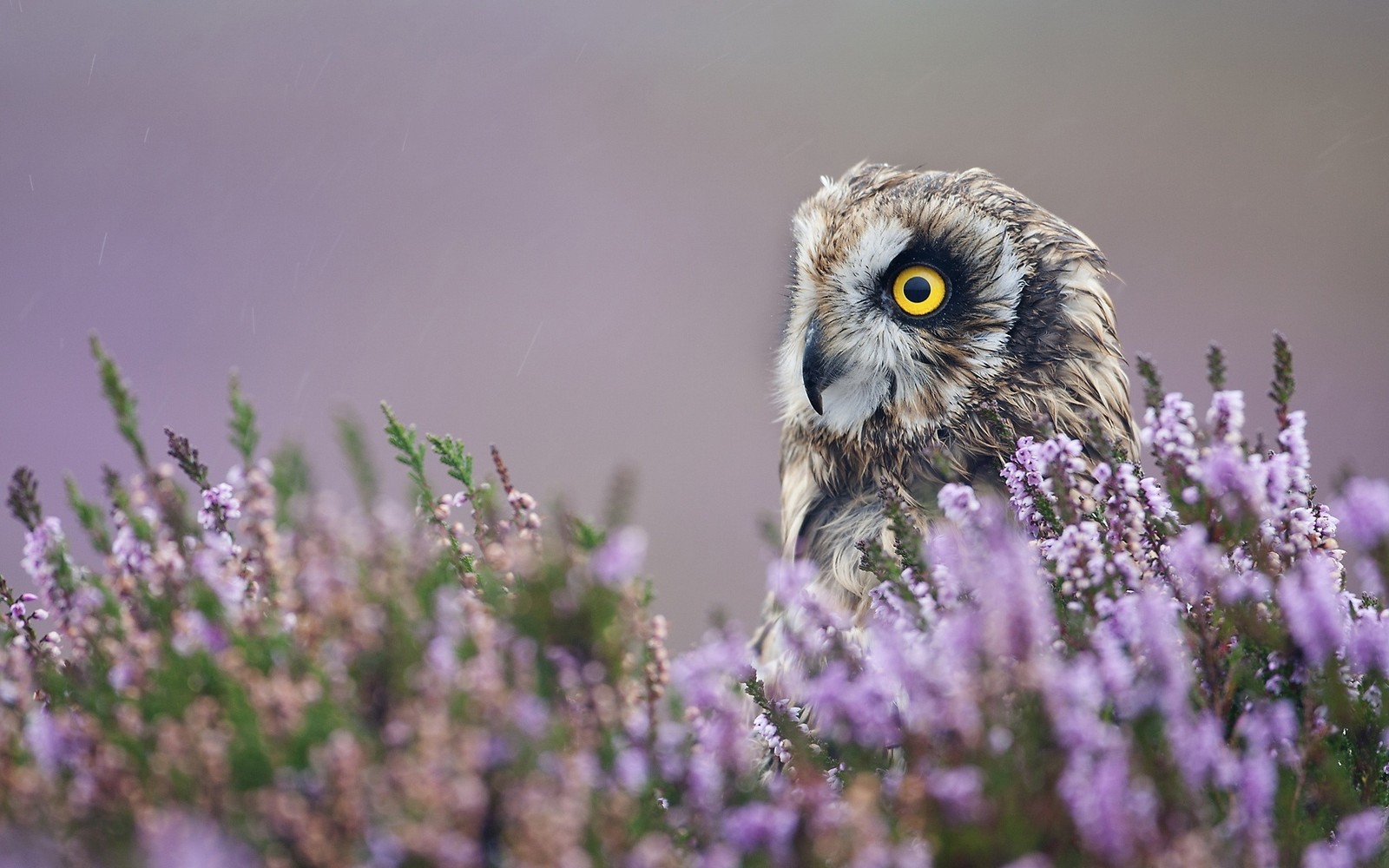 Eine eule sitzt im gebüsch (raubvogel, eule, vogel, wildleben, schnabel)