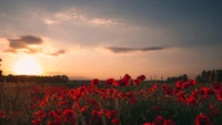 Campo de papoulas vibrante ao pôr do sol