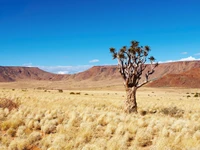 Arbre solitaire dans le vaste paysage désertique