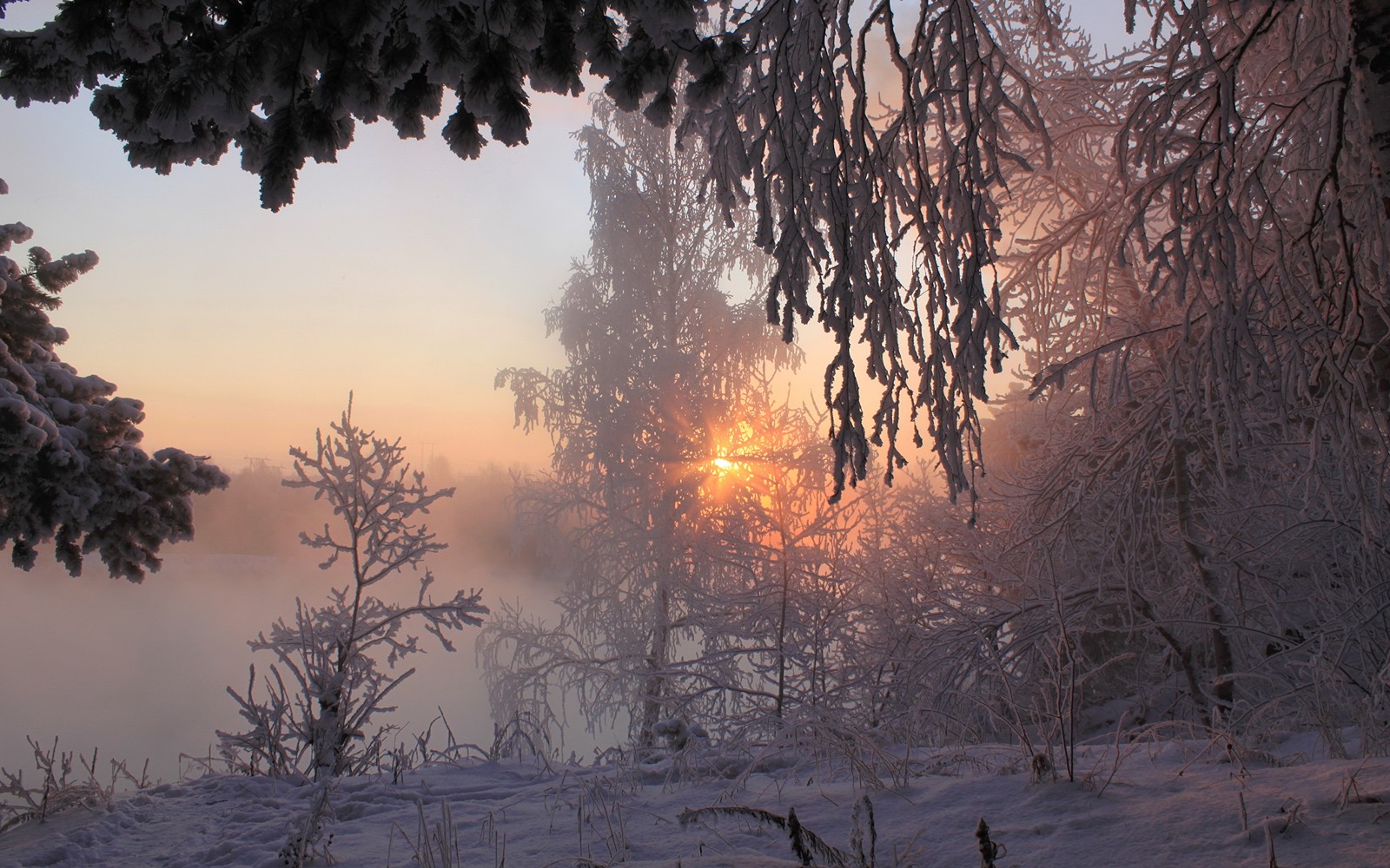 Snowy trees in the foreground with a sun setting in the background (winter, snow, tree, freezing, morning)