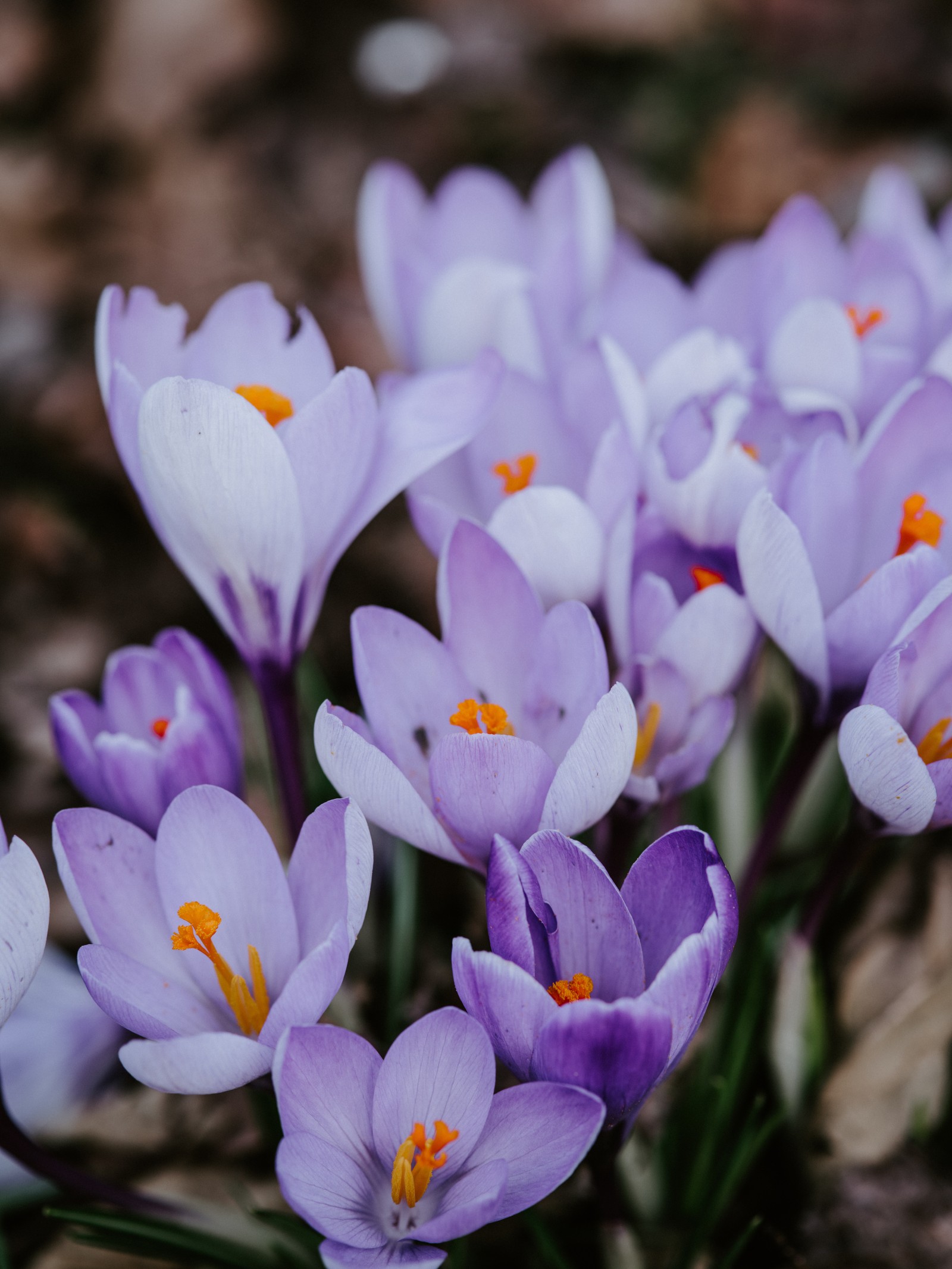 Des fleurs violettes et blanches avec des centres jaunes dans un jardin (crocus, plantes, fleur, plante à fleurs, pétale)