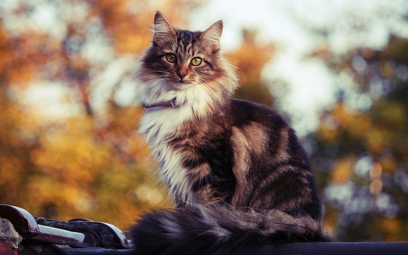 Кот сидит на мотоцикле с ошейником (мейн кун, maine coon, сибирская кошка, котёнок, норвежская лесная кошка)