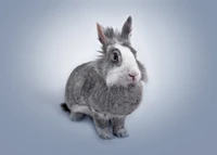 Adorable Grey Rabbit with Whiskers and Fluffy Ears