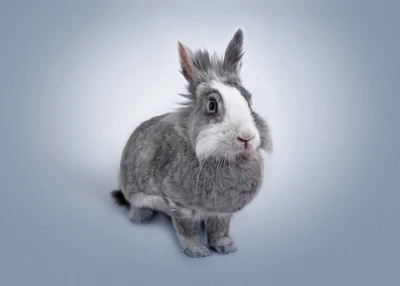 Adorable conejo gris con bigotes y orejas esponjosas