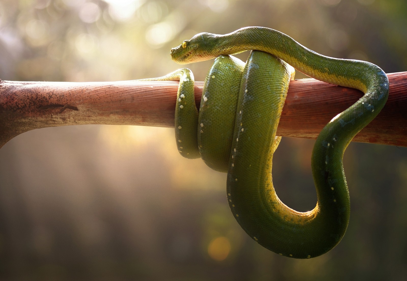 There is a green snake that is on a branch (reptile, snake, serpent, scaled reptile, colubridae)