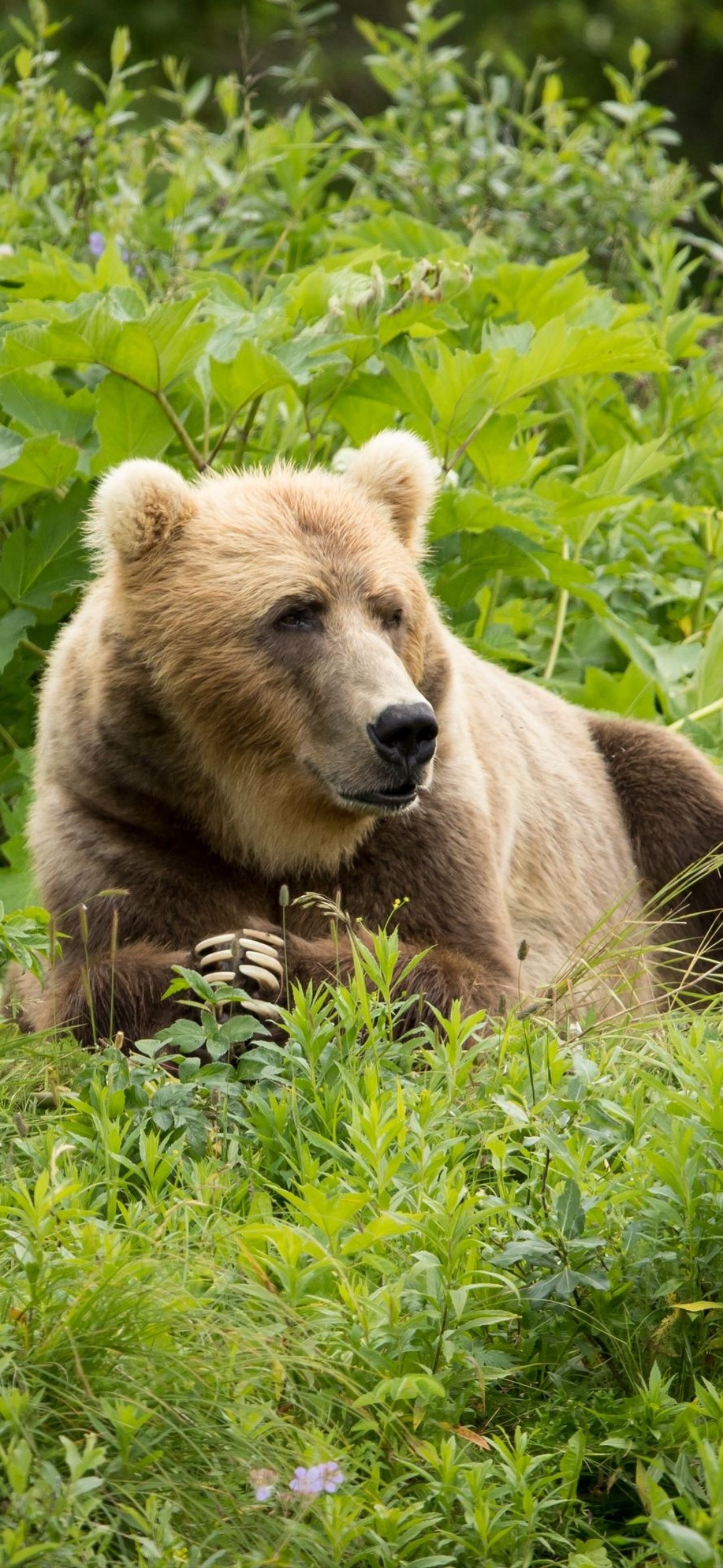 Hay un oso pardo acostado en la hierba. (oso grizzly, planta, ojo, oso pardo, verde)