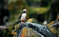 Puffin posado en rocas coloridas con captura en el pico