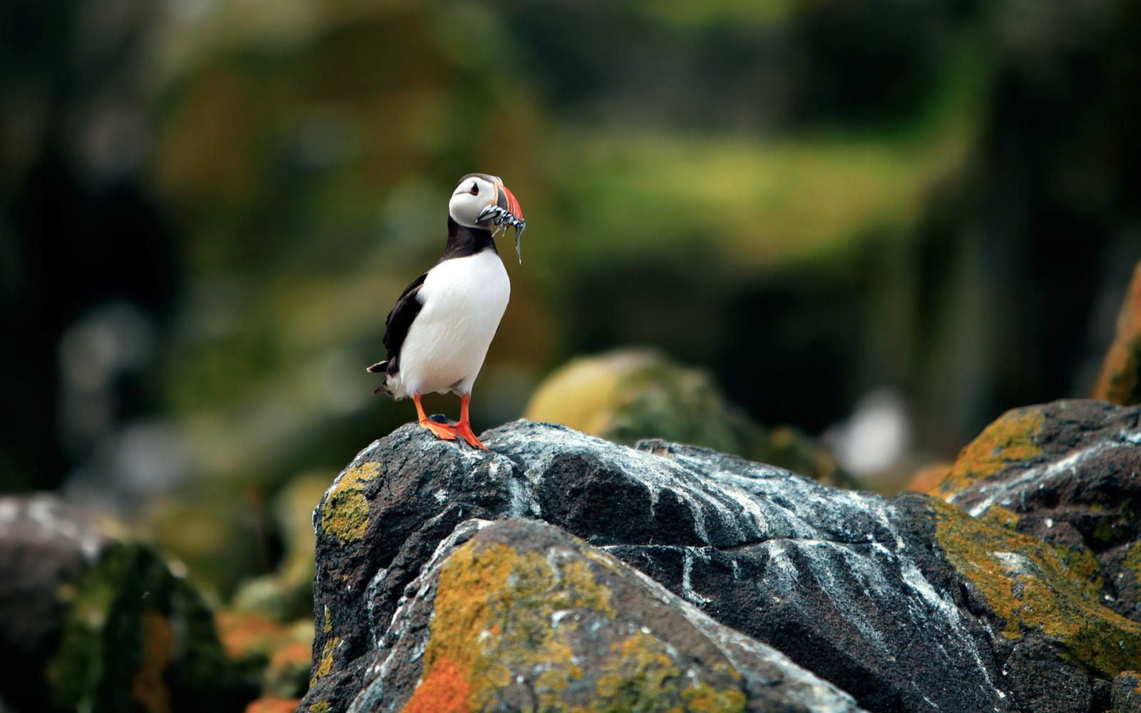 bird, puffin, beak, seabird, charadriiformes wallpaper