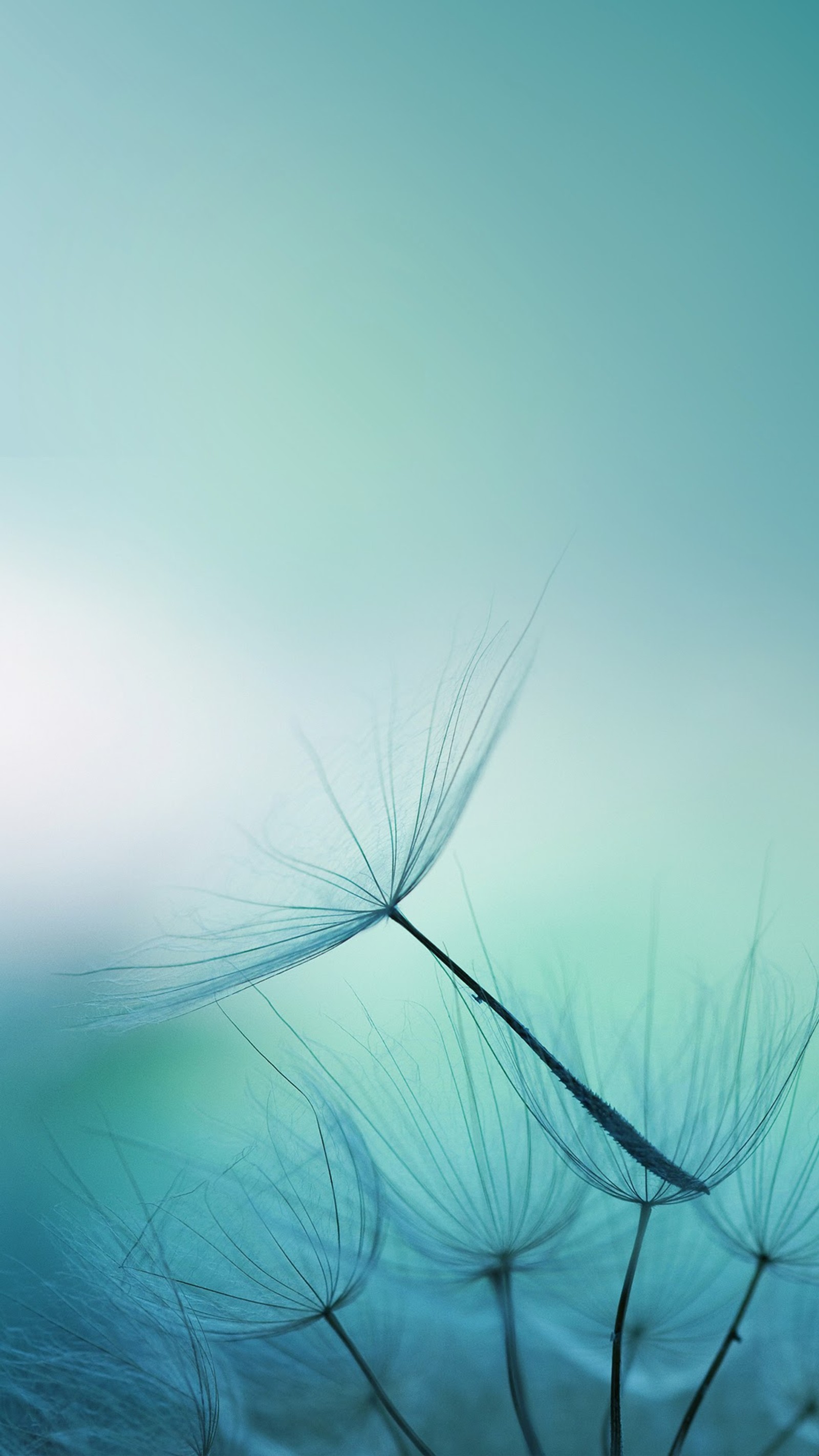 A close up of a dandelion with a blurry background (meizu, meizu pro 7, smartphone, daytime, green)