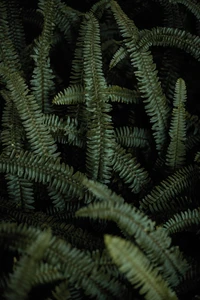 Lush Ostrich Fern Foliage in Deep Green Hues