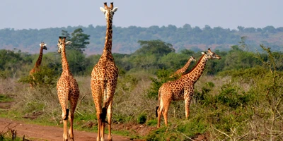 Girafes paissant dans un écosystème de savane d'un parc national