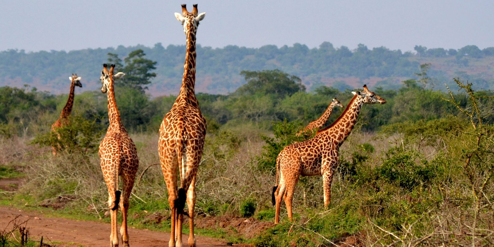 Vários girafas andando em uma estrada de terra na natureza (parque nacional, parque, girafa, animal terrestre, fauna)