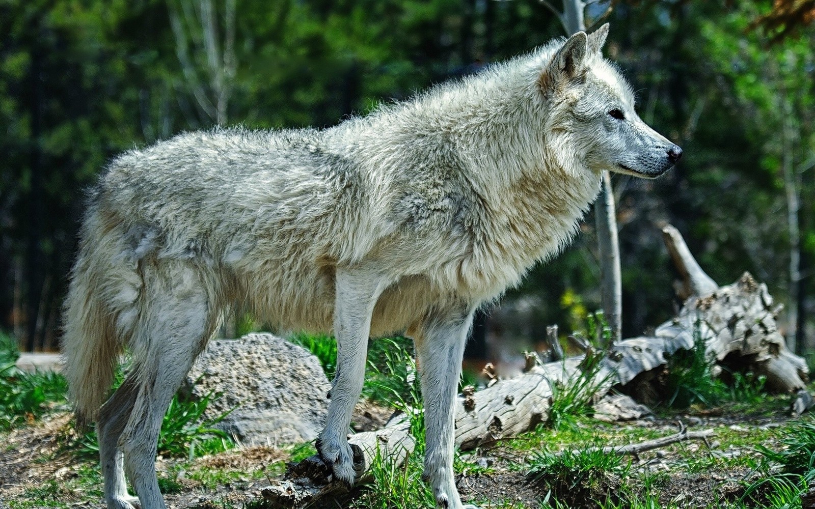 Hay un lobo de pie en la hierba cerca de un árbol (vida silvestre, coyote, animal terrestre, mamífero similar a perro, ligero)