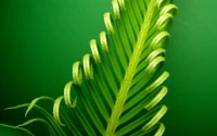 Vibrant Evergreen Fern with Spiraled Fronds