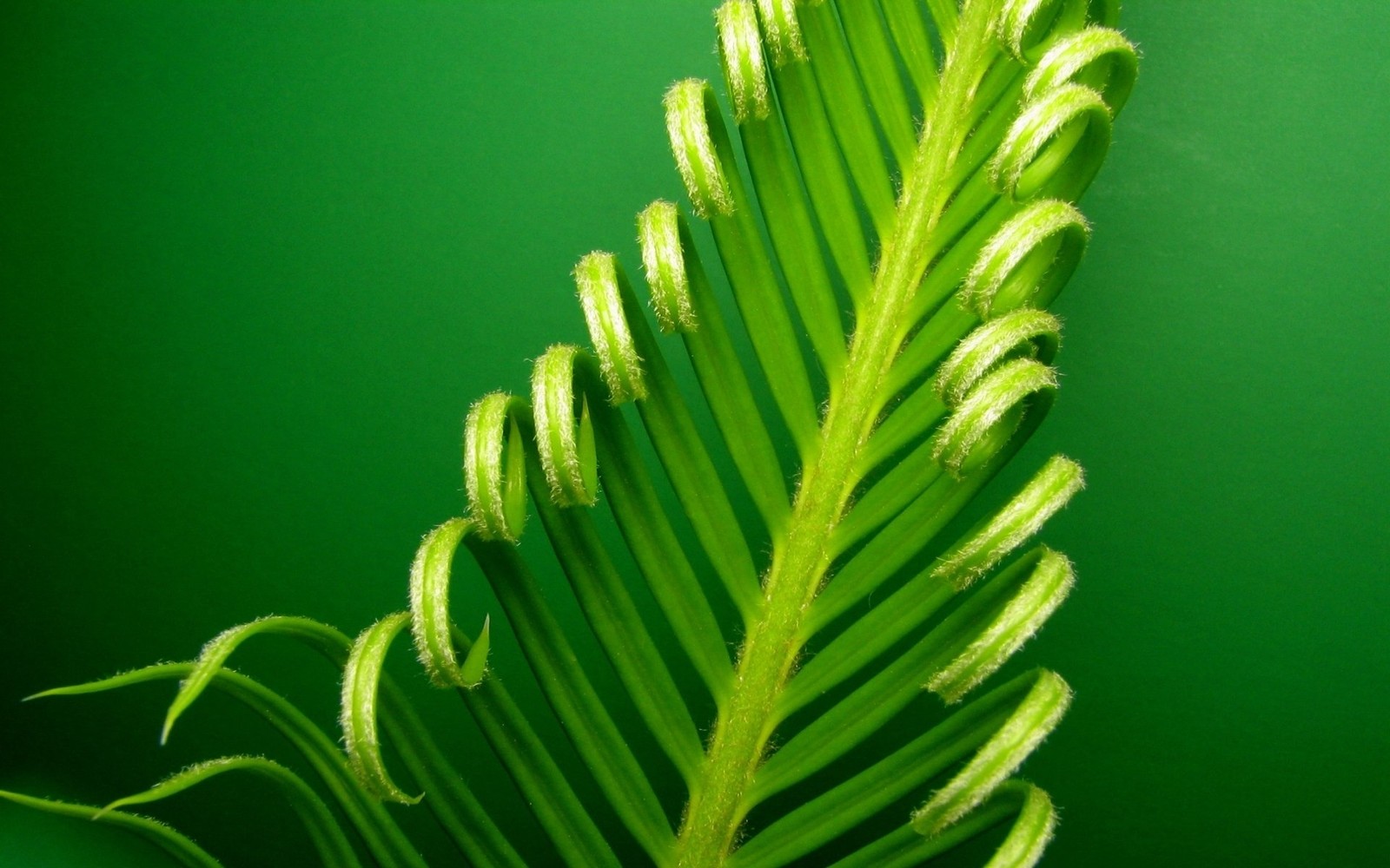 A close up of a green plant with a green background (terrestrial plant, plant, vascular plant, pine family, plant stem)