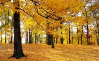 Herbsthain der goldenen Frauenhaarbäume