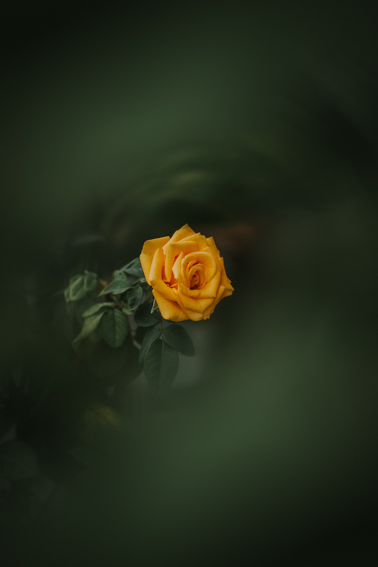 Il y a une rose jaune qui pousse sur un arbre (rose, fleur, jaune, roses de jardin, vert)