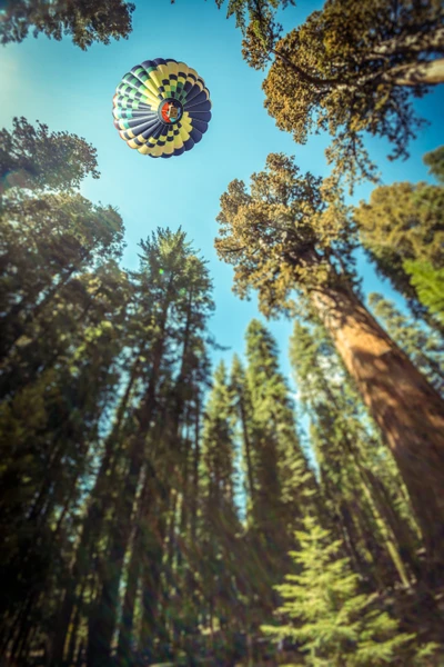 Globo aerostático que se eleva sobre los altos árboles del Parque Nacional Sequoia