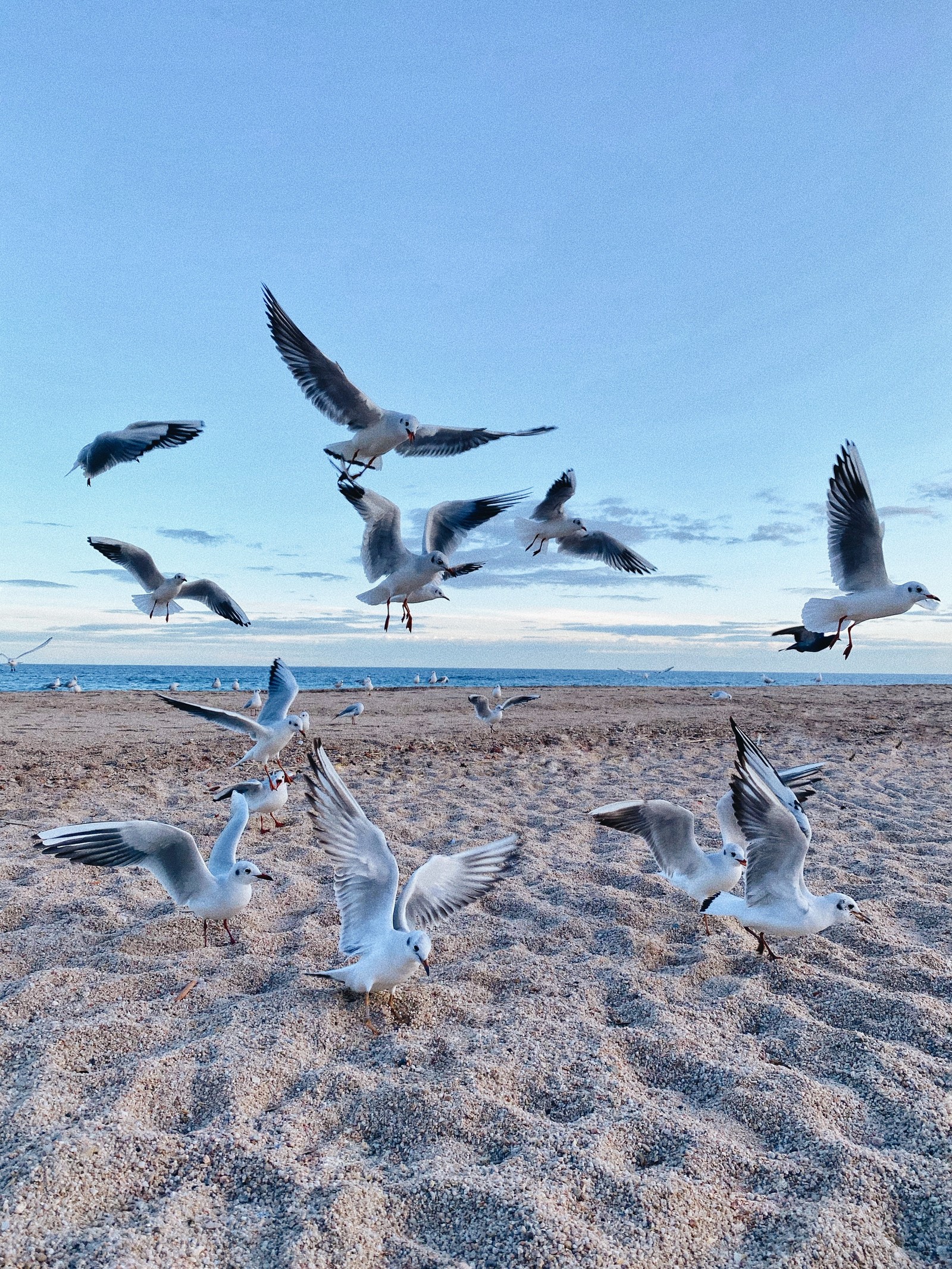 Bando de gaivotas voando sobre a areia de uma praia (ambiente natural, pássaro, migração de aves, migração animal, asa)