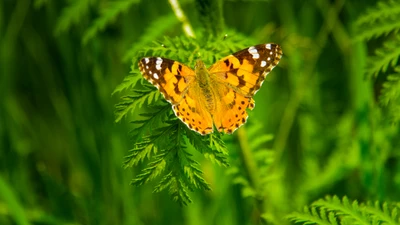 insecte, papillons de nuit et papillons, papillon, invertébré, pollinisateur