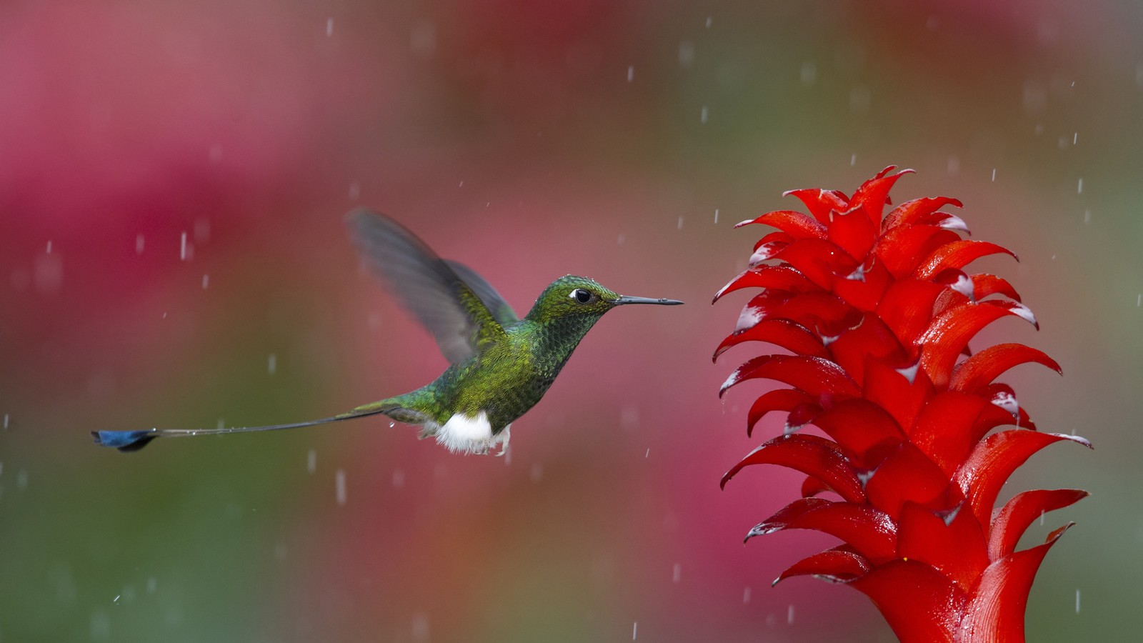 Baixar papel de parede pássaro, beija flor, bico, néctar, planta