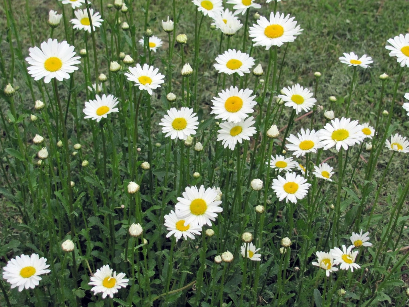 Il y a beaucoup de fleurs blanches qui poussent dans l'herbe (marguerite, marguerite commune, plante à fleurs, prairie, plante)