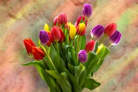 Bouquet vibrante de tulipas em flor com flores vermelhas, amarelas e violetas contra um fundo suave