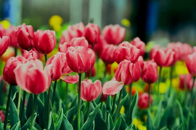 Lebendige pinke Tulpen in einem üppigen Blumengarten.