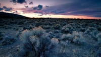 A serene desert landscape at dawn, featuring a rich horizon with vibrant clouds and scattered vegetation, embodying the tranquility of the wilderness.