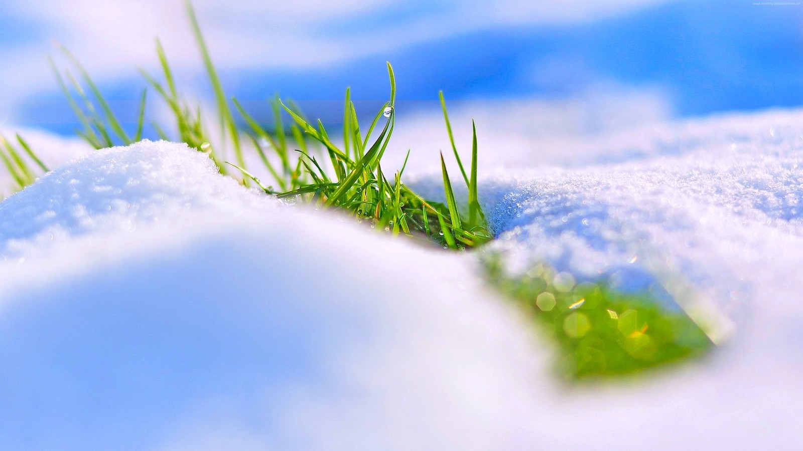 Schnee und gras wachsen im schnee an einem sonnigen tag. (frühling, wasser, natur, grün, gras)