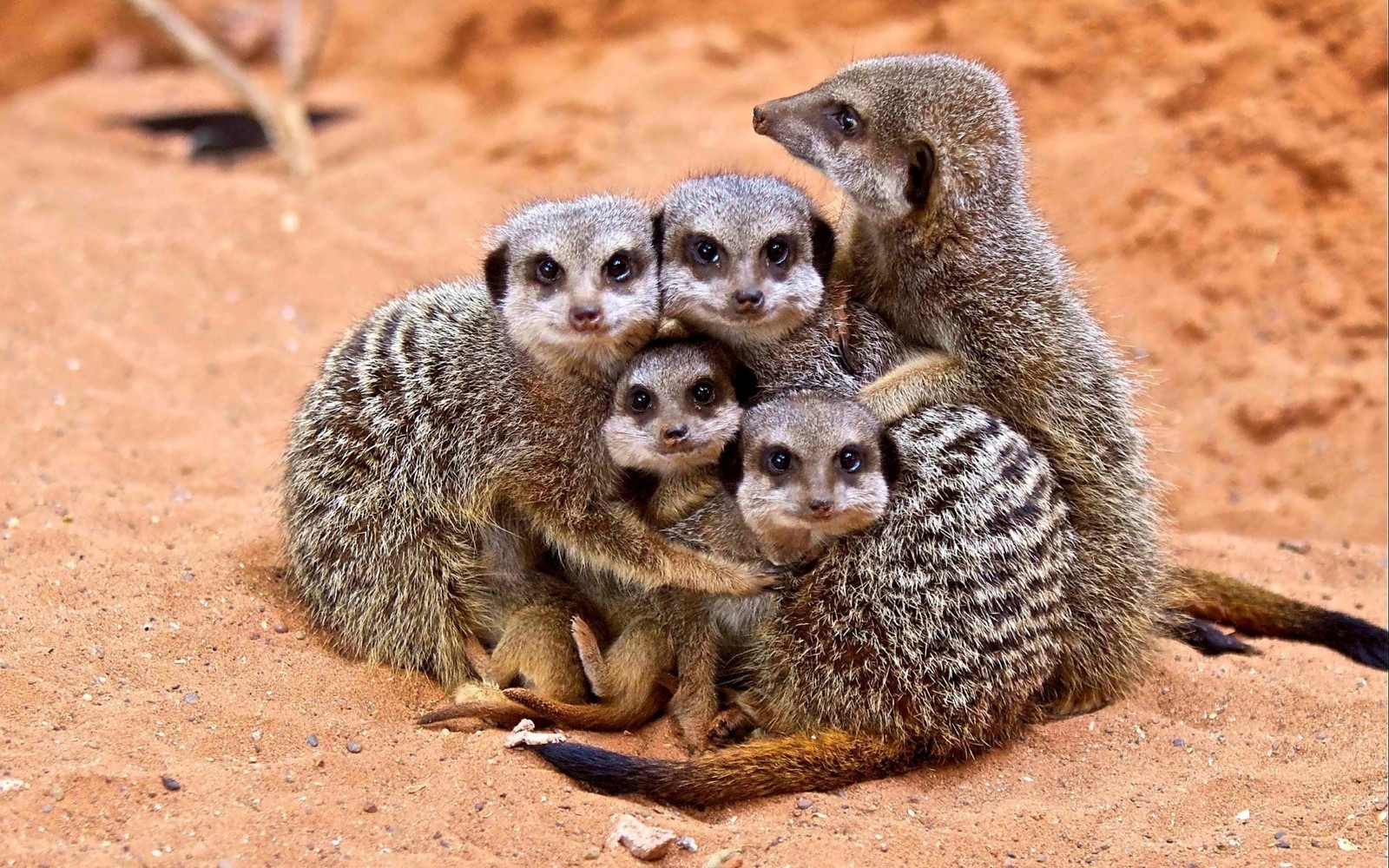 Es gibt vier kleine erdmännchen, die zusammen auf dem boden sitzen. (erdmännchen, mongoose, landsäugetier, viverridae, schnauze)