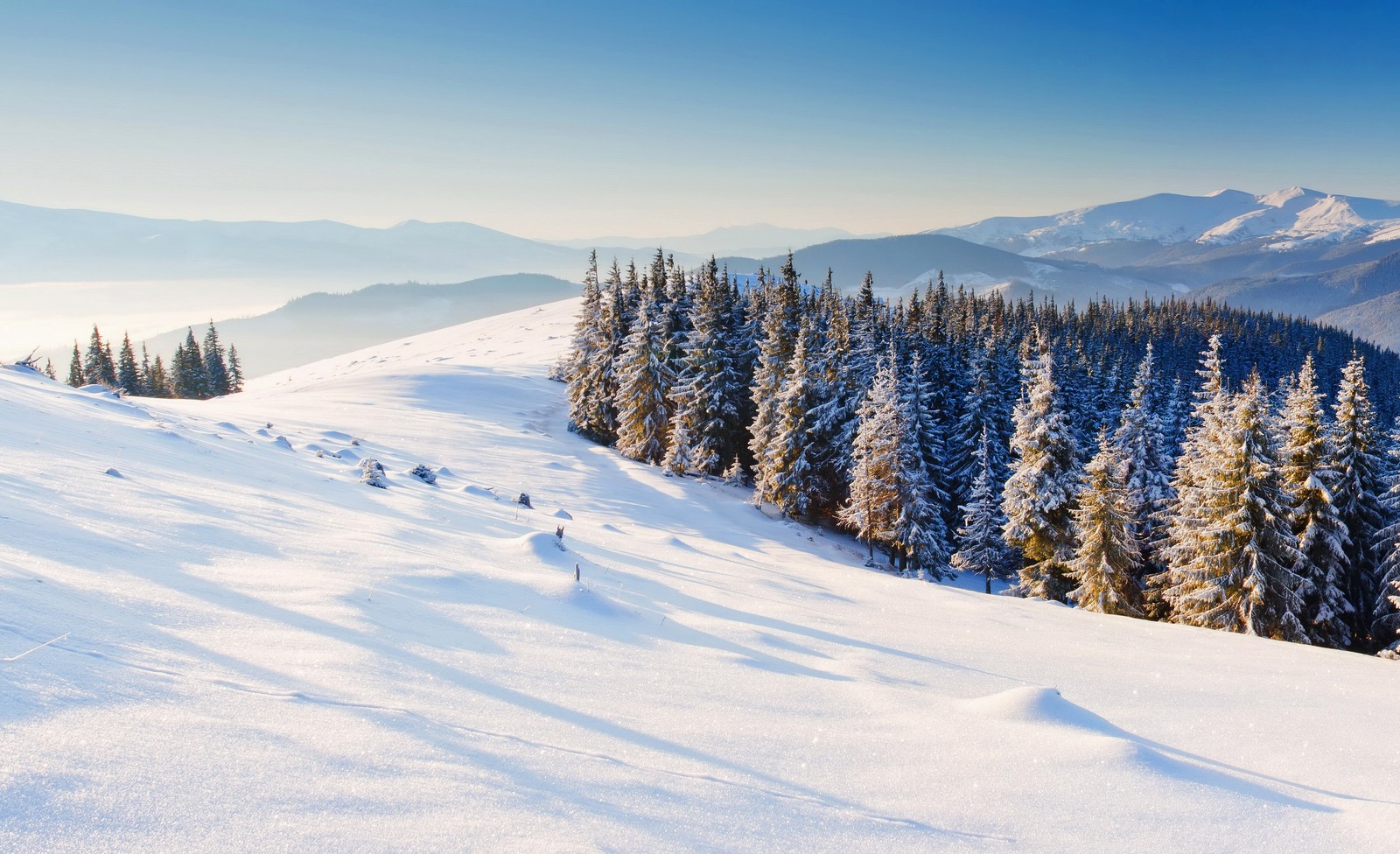 A view of a snowy mountain with pine trees and a blue sky (winter, snow, mountainous landforms, tree, wilderness)