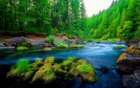 Rivière tranquille coulant à travers une végétation luxuriante