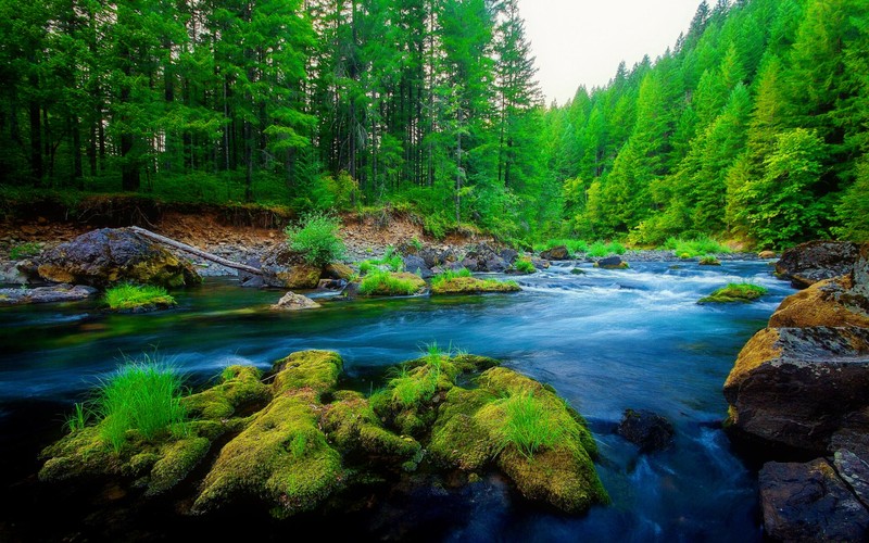 Река протекает через лес с мхами и деревьями (река, водоем, природа, вода, водные ресурсы)