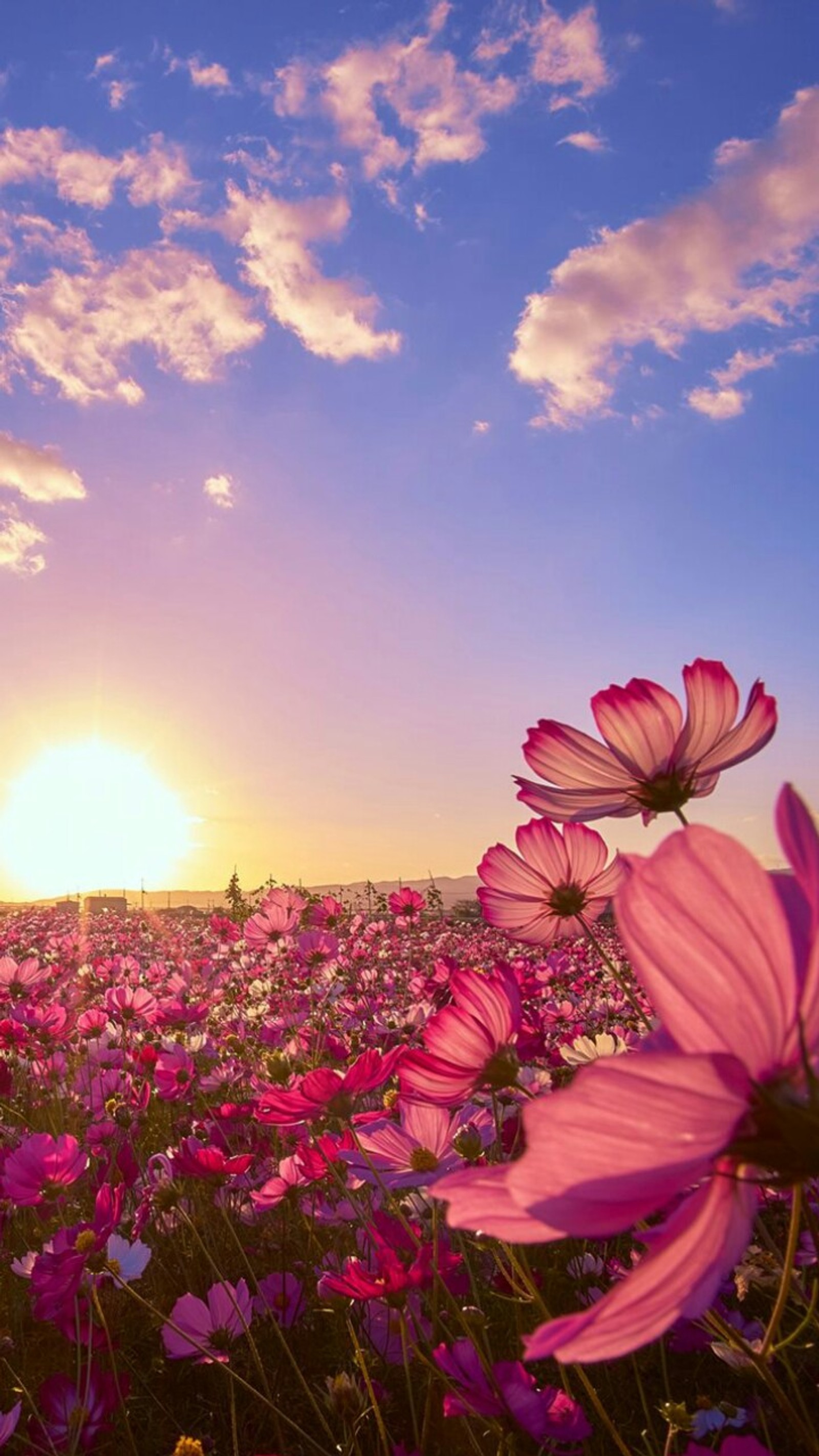 Purple flowers in a field with the sun setting in the background (field, flower, landscape, sunset)