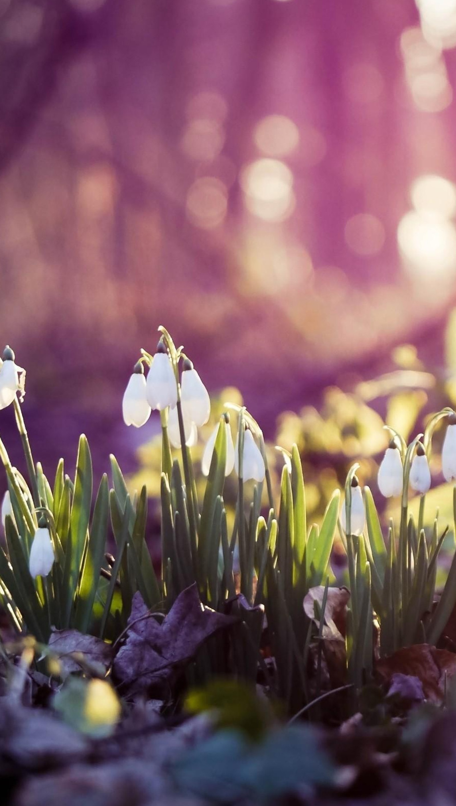 snowdrops, spring wallpaper