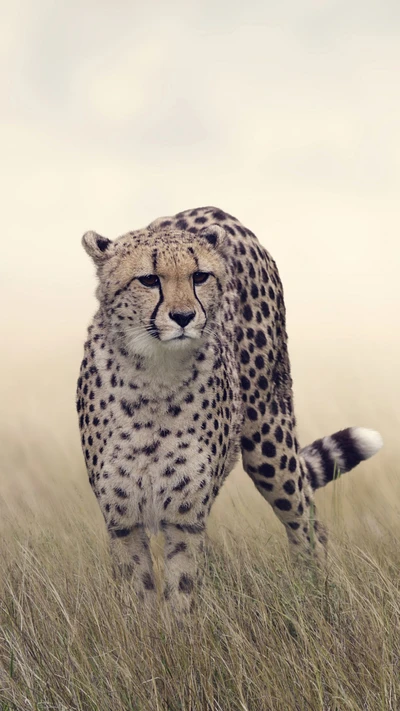 1080p, animal, grand félin, guépard, safari