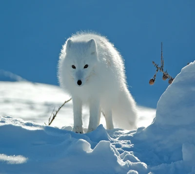 Weißer arktischer Fuchs in einer verschneiten Landschaft