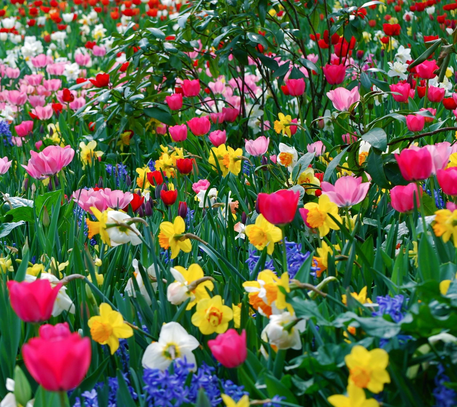 Un gros plan d'un champ de fleurs avec un hydrant rouge (4k, beauté, jonquilles, fleurs, hd)