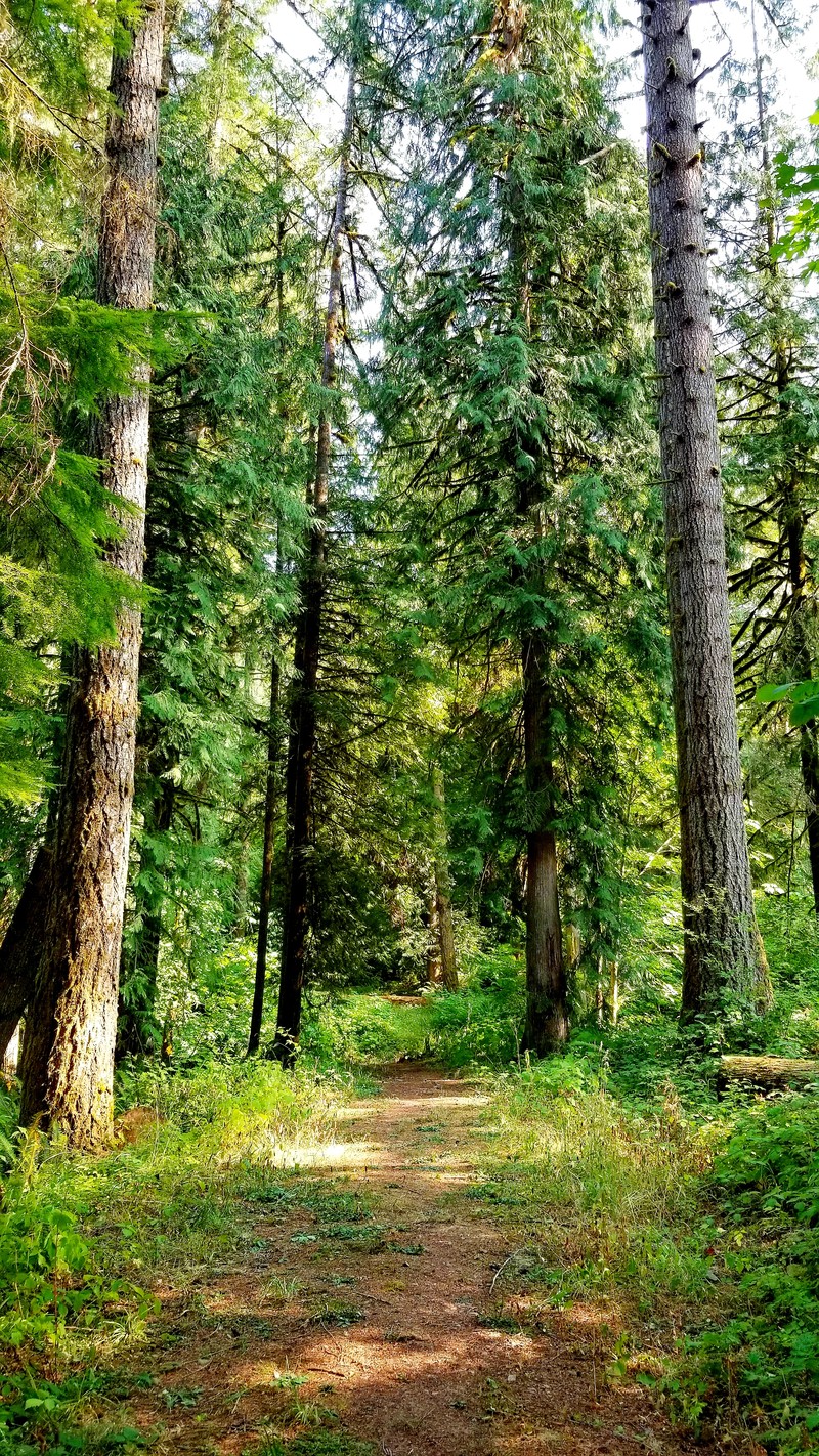 Вид на грязную тропинку через лес с высокими деревьями (лес, форест, forrest, high def, орегон)