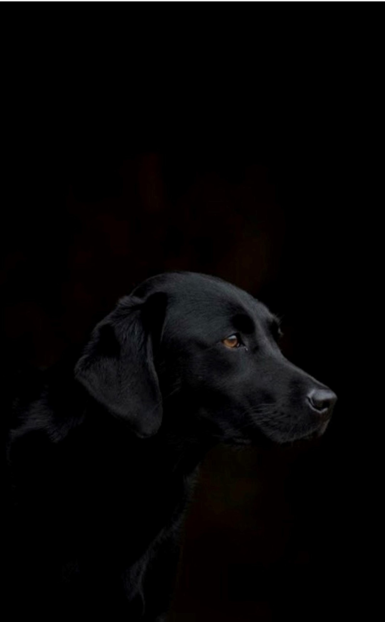 Há um cachorro preto olhando para algo (preto, cachorro)