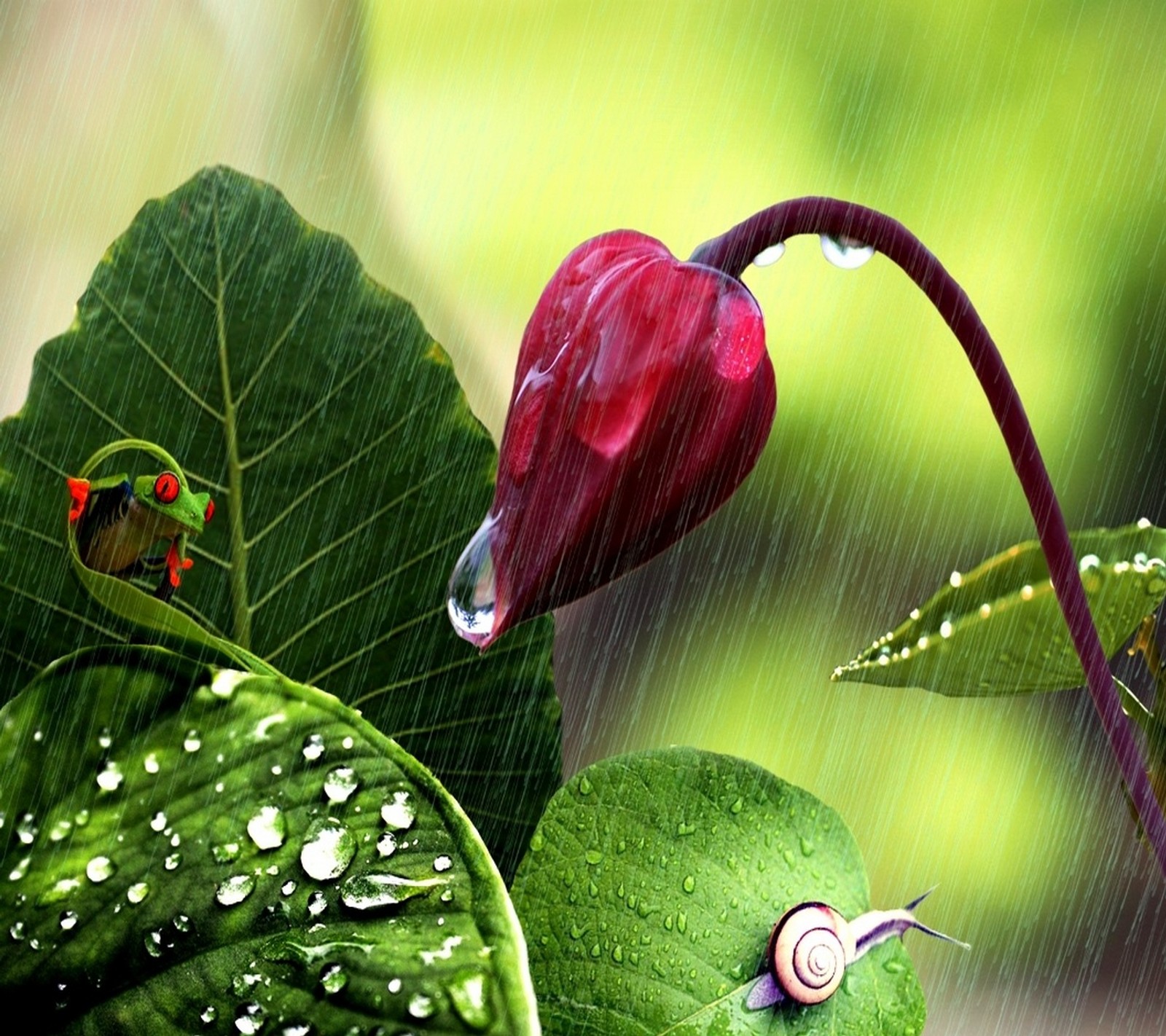 There is a red flower with a green leaf and a snail on it (drop, flower, green, leaf, pink)