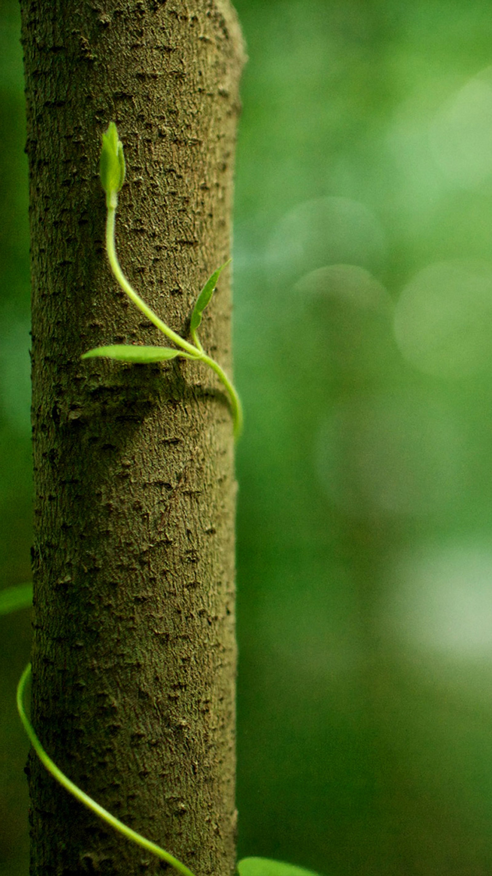 Um pequeno lagarto rastejando em um tronco de árvore (2017, árvore da natureza)