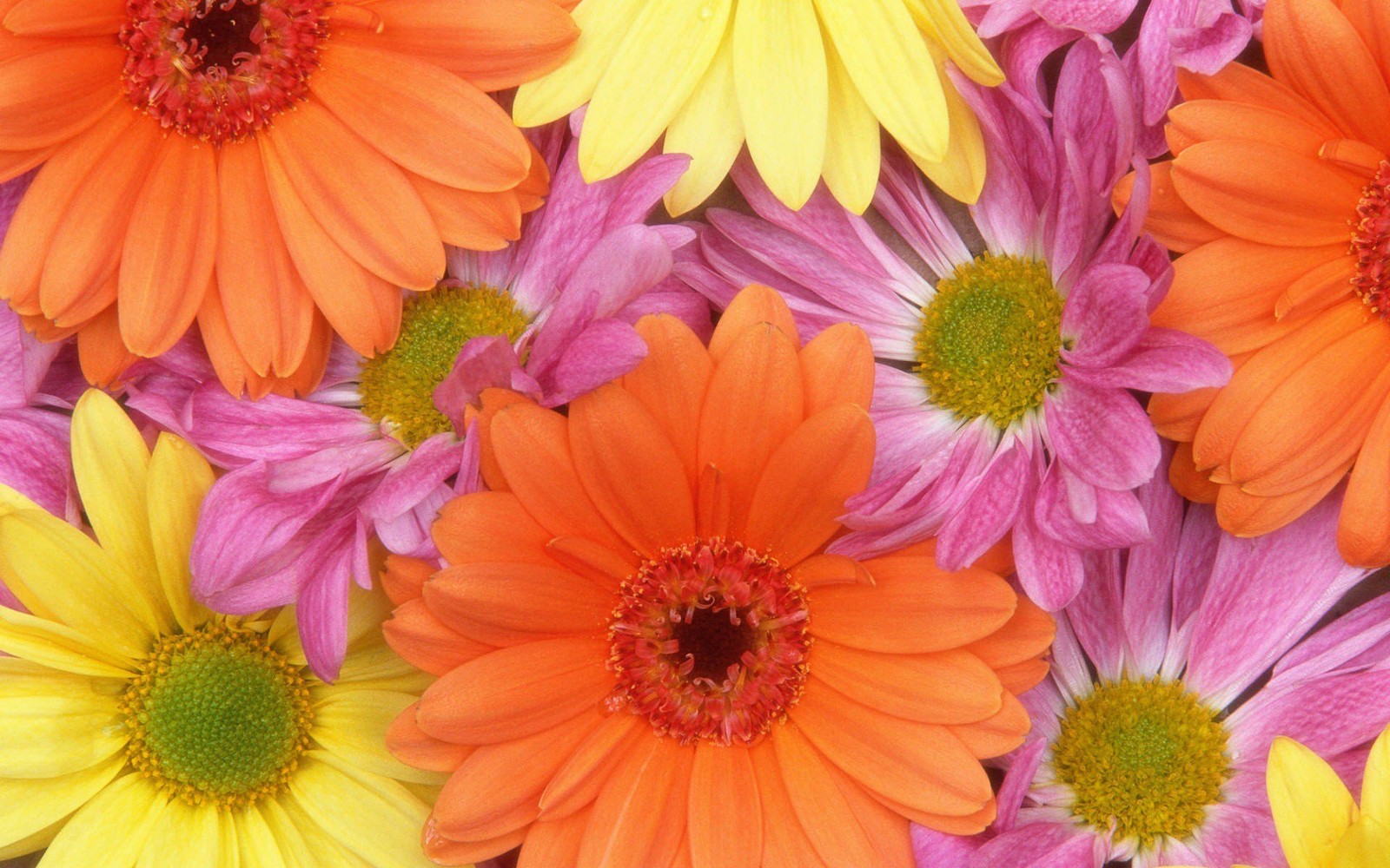 Flores de colores brillantes están arregladas en un ramo sobre una mesa (flor, margarita común, diseño floral, planta floreciendo, pétalo)